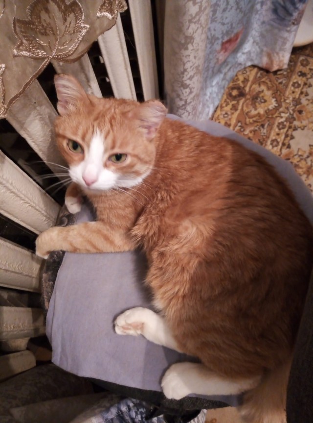 Котовторник 25.01.22
