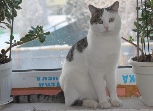 Котовторниковское