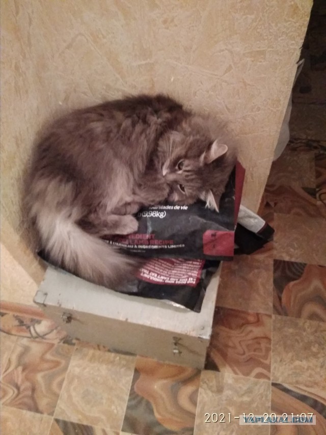 Долой политику, ура котикам!