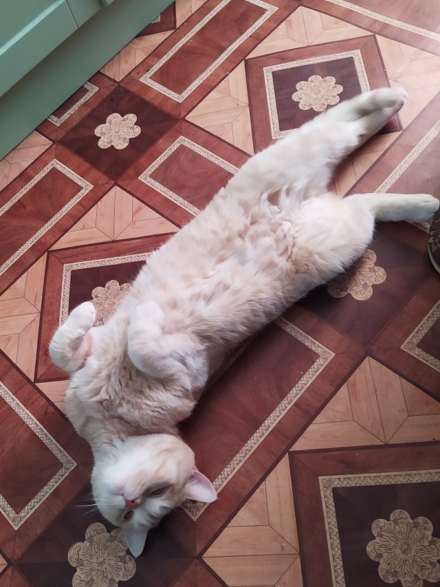 Котовторник 07.06.2022