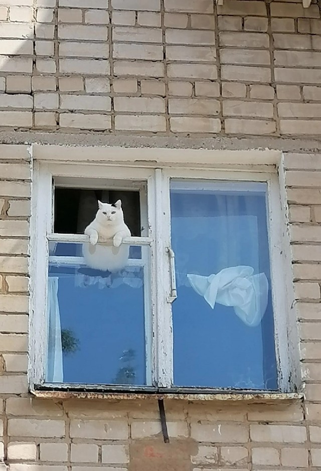 Соседи полтора часа страховали вылезшего на подоконник кота