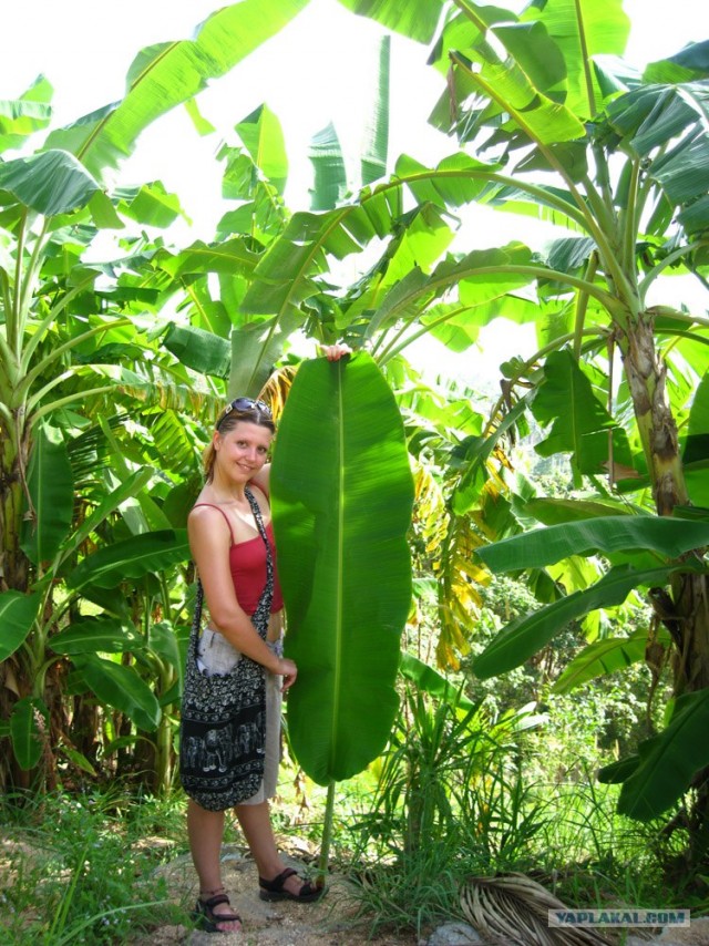 Такой разный остров Самуи