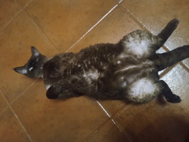 Прогнать кота невозможно