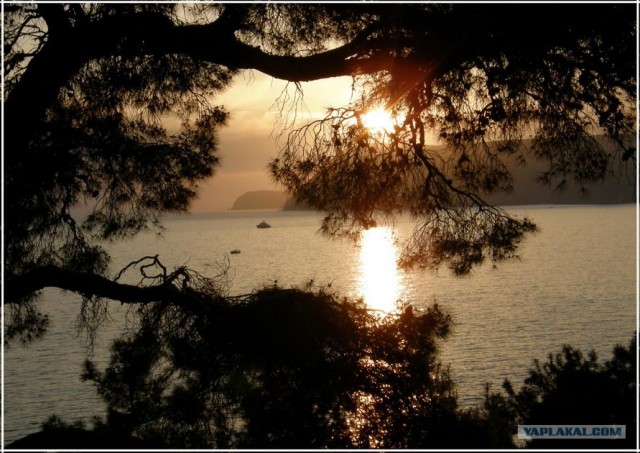 Крым. Мыс Ая. Деревья моря.