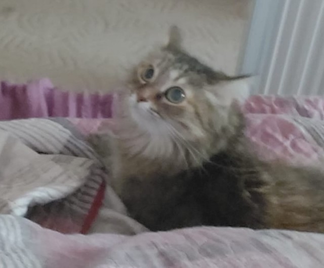Котовторник 18.10.22
