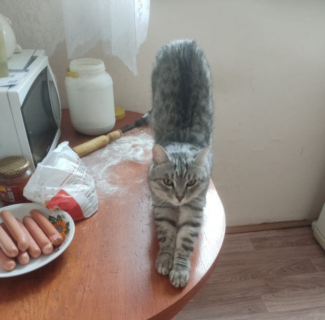 Котовторник 1.11.22