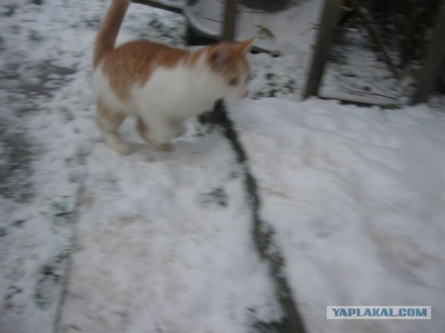 Жизнь домашнего приюта для котеек 421