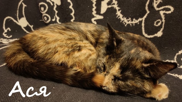 Жизнь домашнего приюта "Котоленд" 371