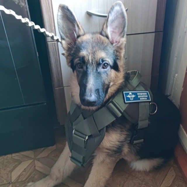 Ну чё, погнали наши городских!