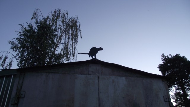 А у нас во дворе есть девчонка одна...