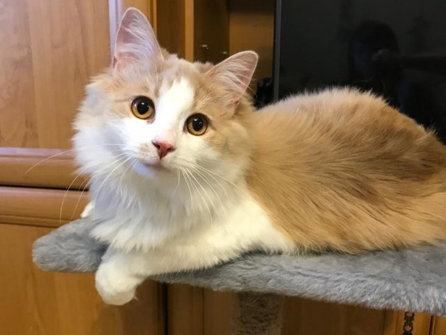 Коты белые, 12 литров