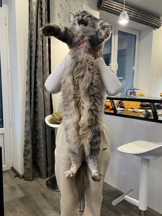 Котодонор