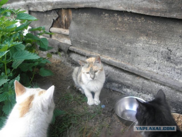 Жизнь домашнего приюта для котеек 452
