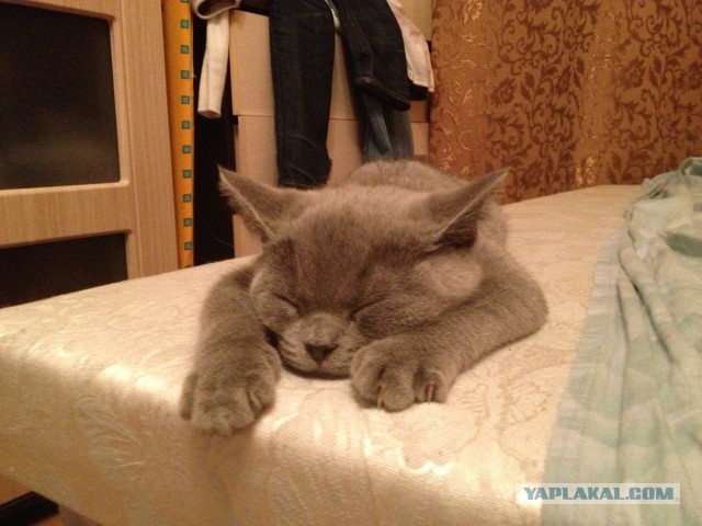 Котовторник 16.04.2013