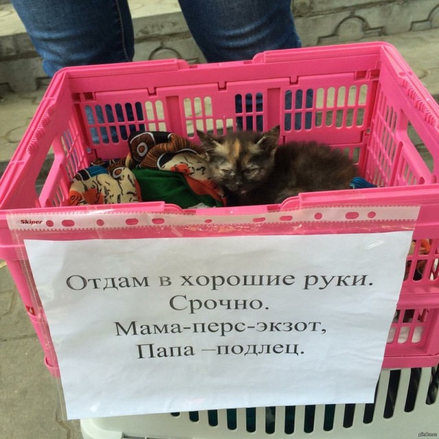 Картинки и тексты улыбательные
