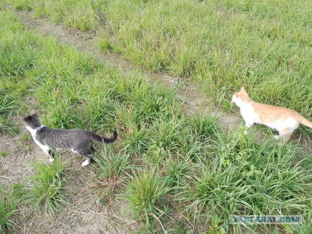 Жизнь домашнего приюта для котеек 463