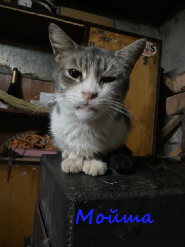 Жизнь домашнего приюта "Котоленд" 413