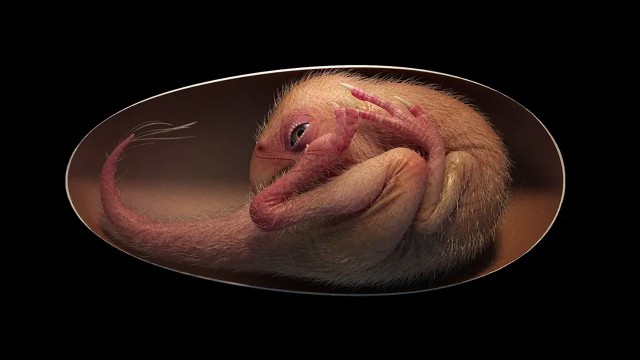 Внутри окаменелого яйца найден эмбрион динозавра