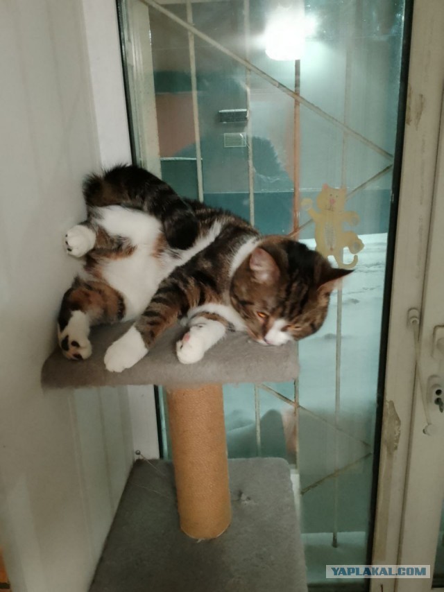 С котовторником ЯПовцы