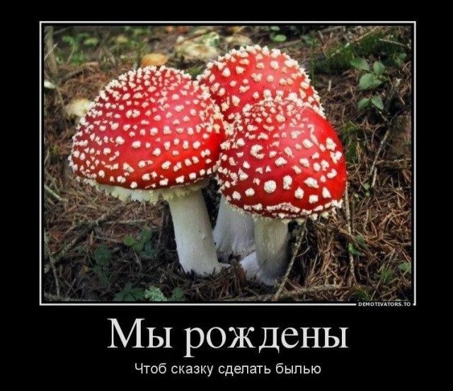 Пермский край станет первым в России официальным поставщиком мухоморов филиппинским шаманам