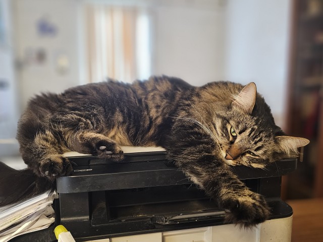 Эталон Яповского кота