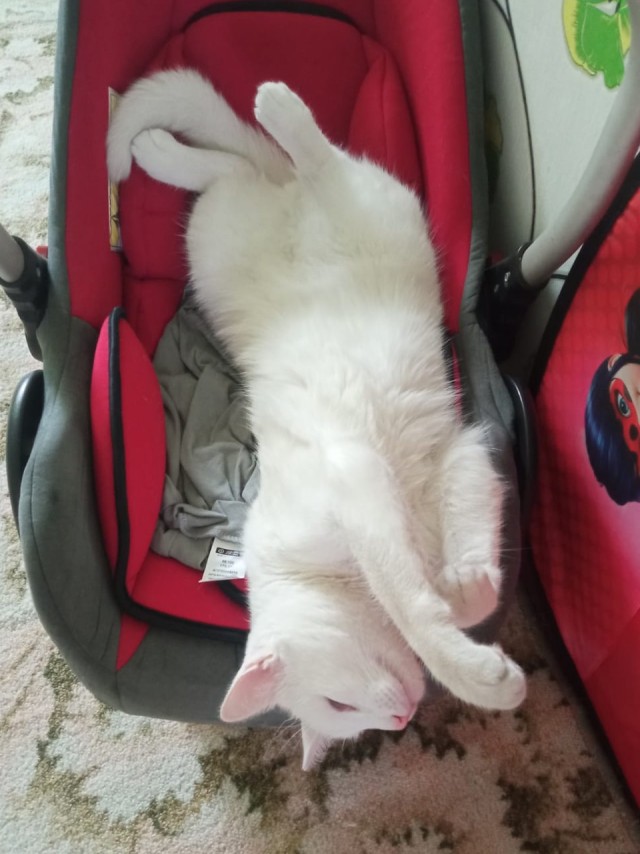 А в следующей жизни я хотел бы быть котом