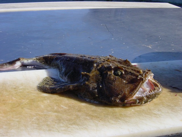 Загадочная рыба напала на российского туриста на Маврикии.
