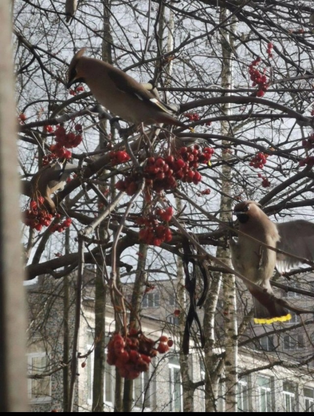 В Санкт Петербурге появились птицы-пьяницы