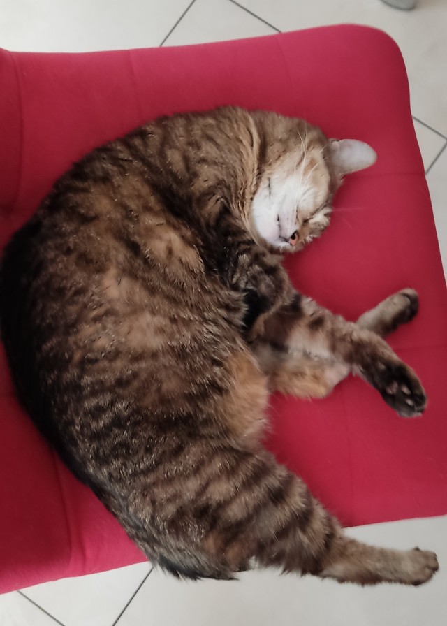 Ну, вот, опять про котиков
