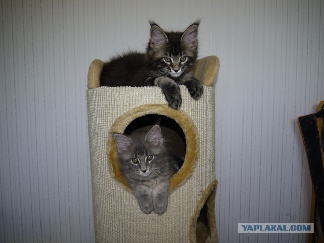 Немного о  Мейн Куне.