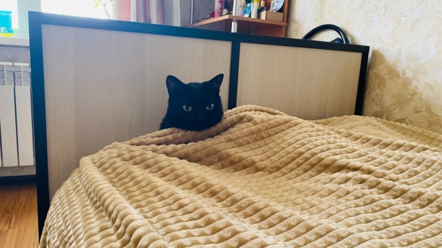 А как спят ваши питомцы?