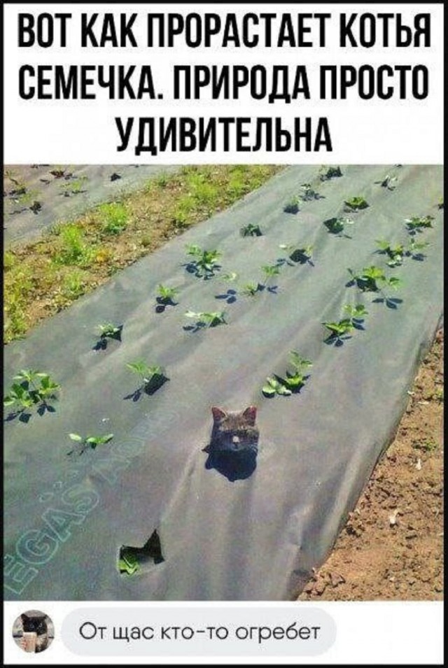 Так себе картинки 20.07.25