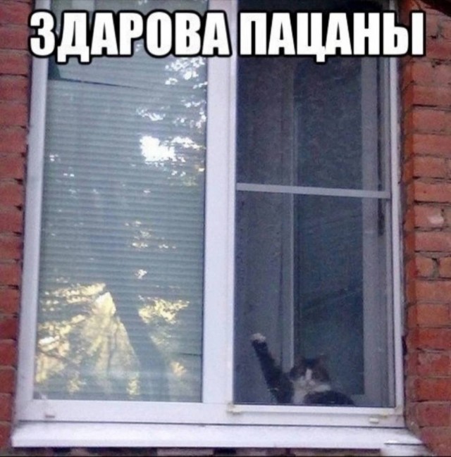 Веселое настроение в картинках (25.07.2025)