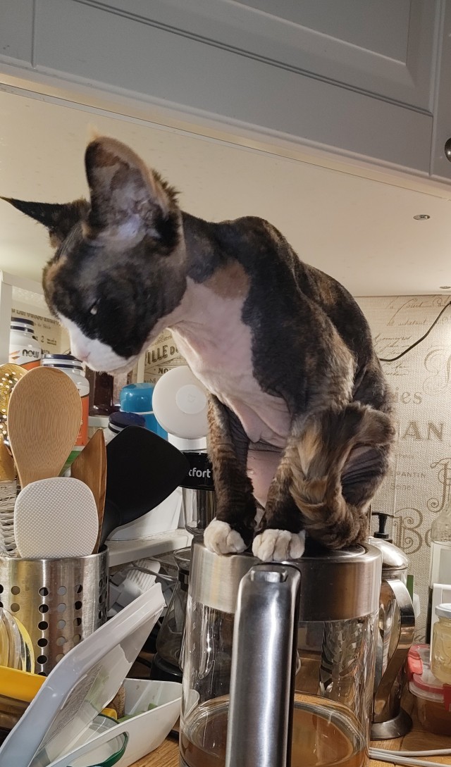 Ну раз котоффторник!