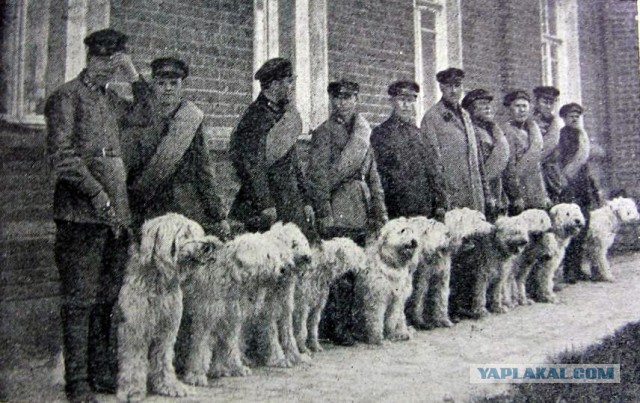 Простест кинолога!