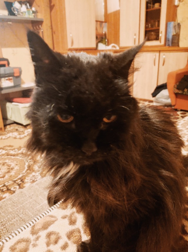 17 лет Коту ( примерно)