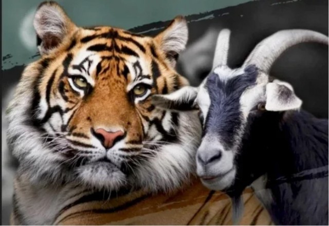 Очень быстрый козел