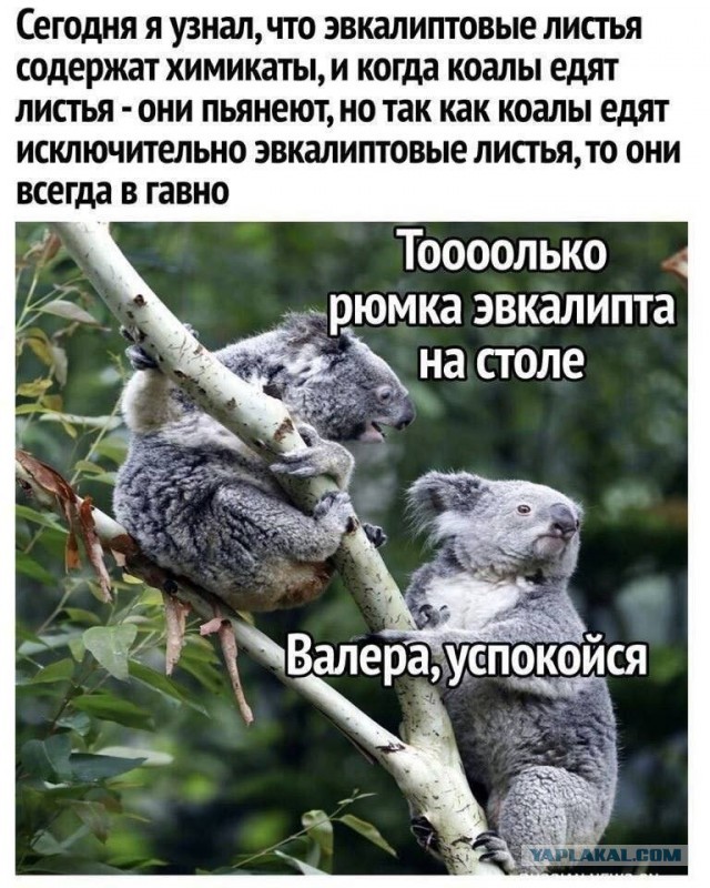 Картинки для деградации 200 (разной степени свежести)