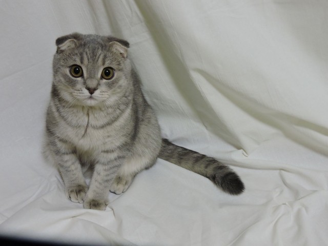 Котовторник, молодость