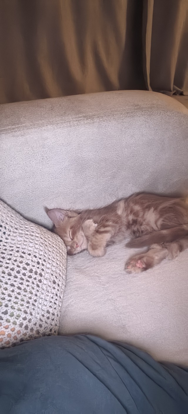 Мейн-кун у грумера