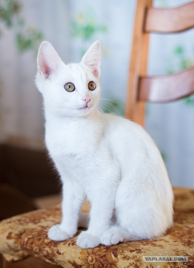 Котовторник 17.09.2013