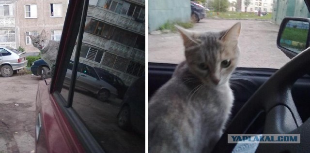 Наглый кот торопится на теплый капот