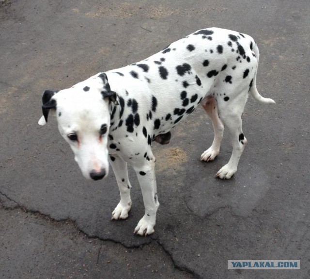 Ее искали 28 дней... а опоздали на 20 минут
