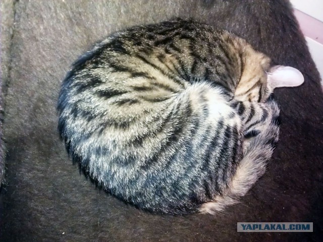 Котовторник 25.02.2014