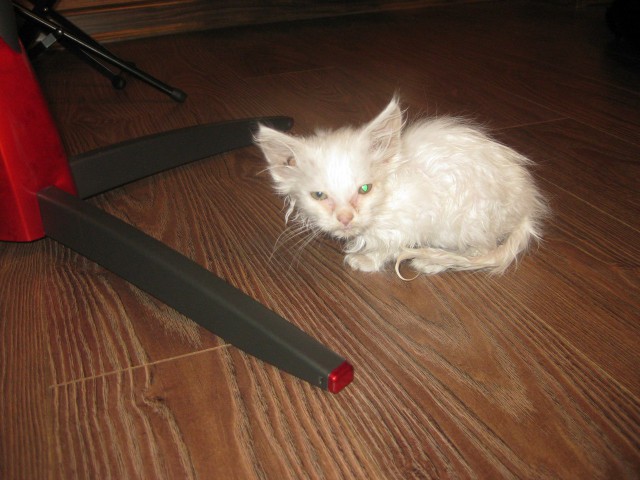 Котовторник 18.03.2014