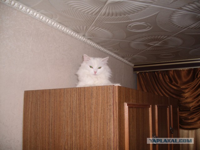 Котовторник 6.05.2014