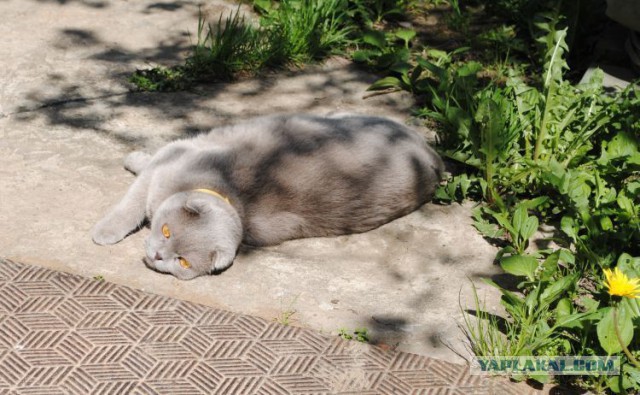Котовторник 20.05.2014