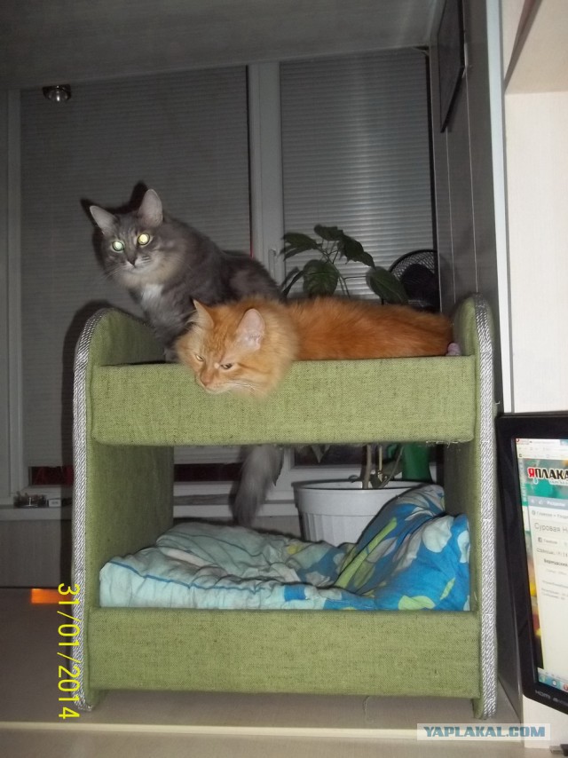 Котовторник 27.5.2014