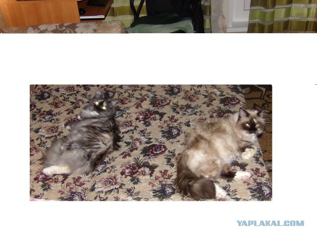Котовторник 17.06.2014