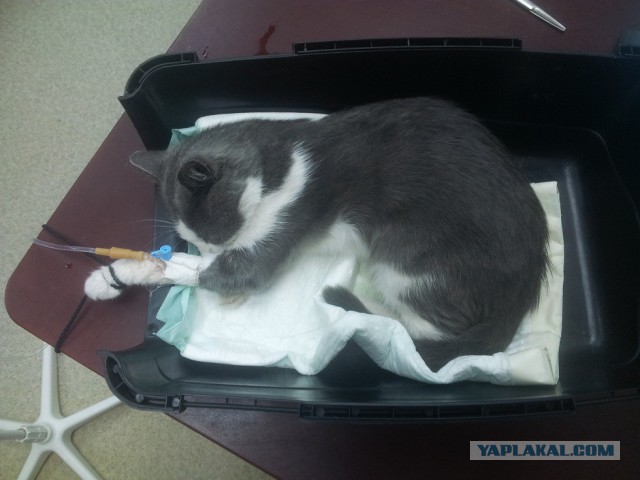 Обычная вакцинация кота